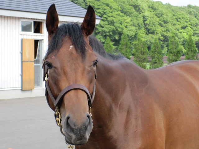 牧場見学にて(ＮＦ早来)② リズモア