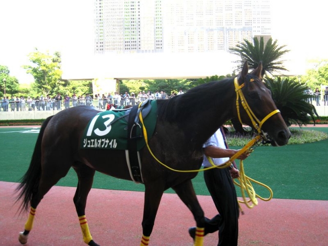 小倉2歳ステークス　パドック ジュエルオブナイル