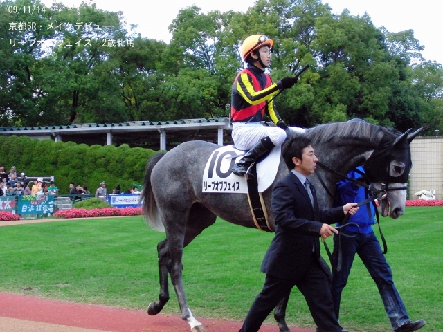 09/11/14　新馬戦　京都芝1600m　パドック リープオブフェイス
