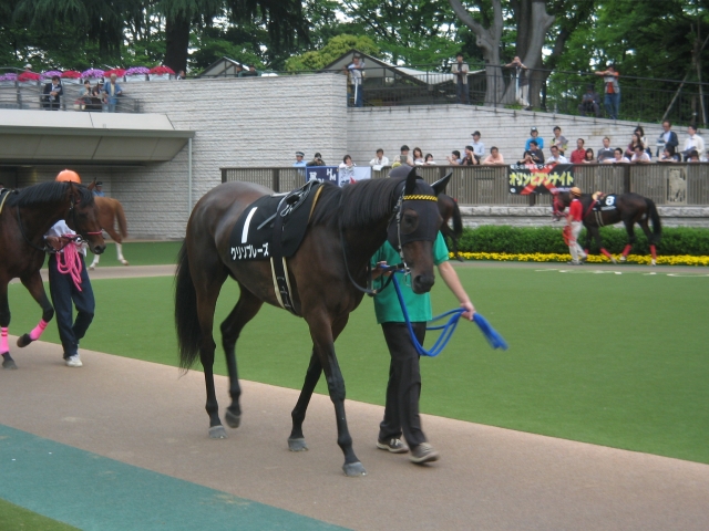 07/06/09 東京：稲村ケ崎特別 パドックにて クリソプレーズ