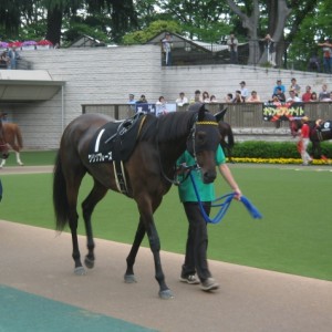 07/06/09 東京：稲村ケ崎特別 パドックにて