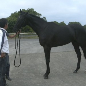 シルクオールディー by 函館レーシングクラブ