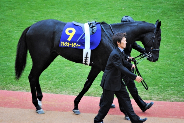 パドック騎乗前 シルクオールディー