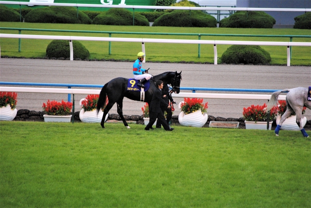 本馬場入場 シルクオールディー