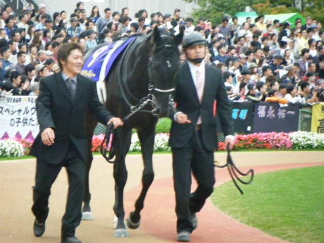 菊花賞パドック シルクオールディー