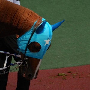 6月 4日　天王山Ｓ