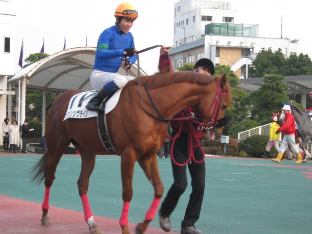 大井競馬場水仙特別パドック オフェンシヴライン