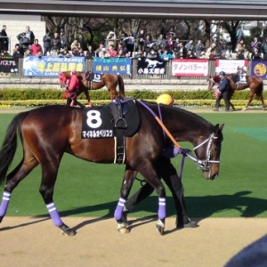 東京９Ｒ大島特別（1,000万以下）パドック①