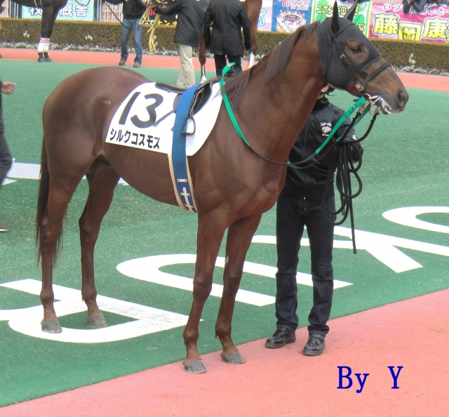 ２月４日　小倉パドック シルクコスモス