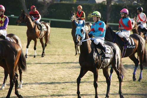 中山競馬場 シルクウェッジ