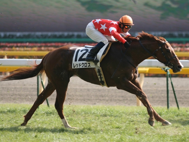 3歳500万下 レッドクロス