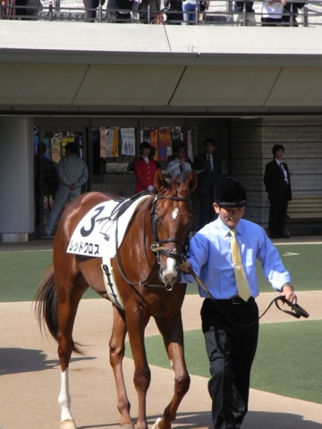 レッドクロス　デビュー戦 レッドクロス