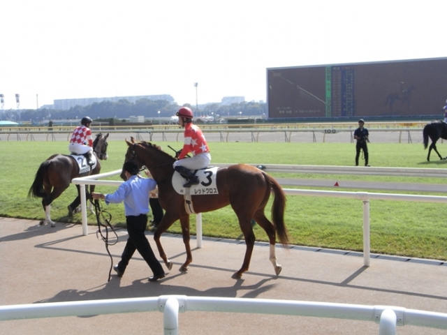 レッドクロス　デビュー戦 レッドクロス