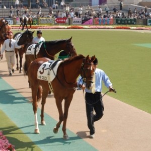 新馬戦パドック。