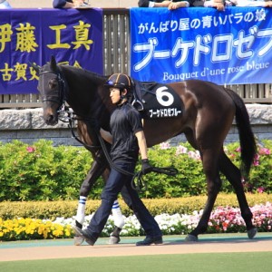 スイートピーS　ブーケドロゼブルー　パドック