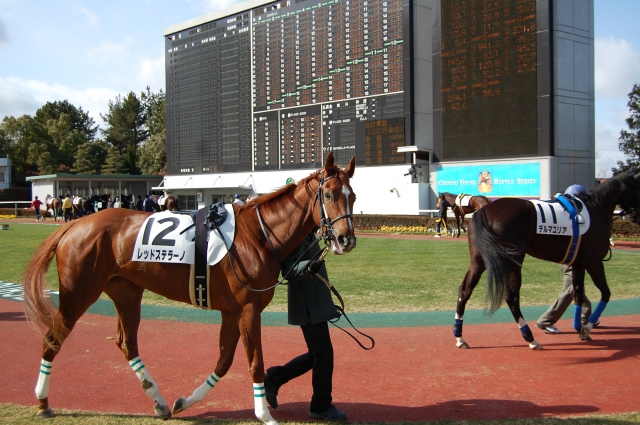 ３戦目、パドック。 レッドステラーノ