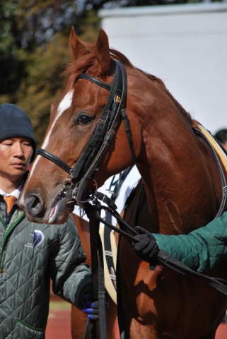中京競馬場パドック。 レッドステラーノ