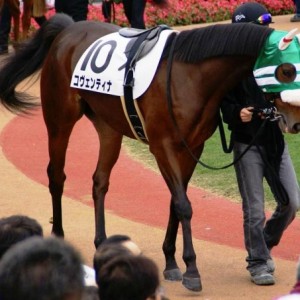 5回京都4日 未勝利2