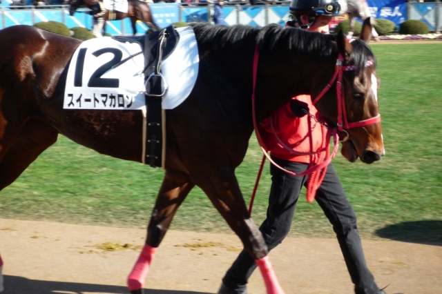 第５回 中山競馬 第６日 ８レース パドック スイートマカロン