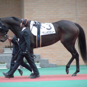 12月2日中京競馬場３Rパドック２