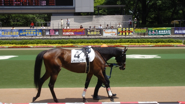3歳未勝利戦パドック レディパレード