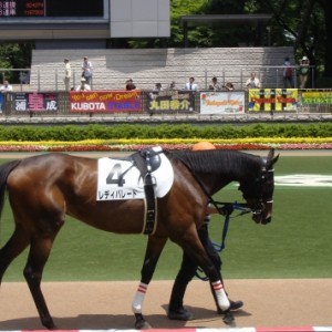 3歳未勝利戦パドック