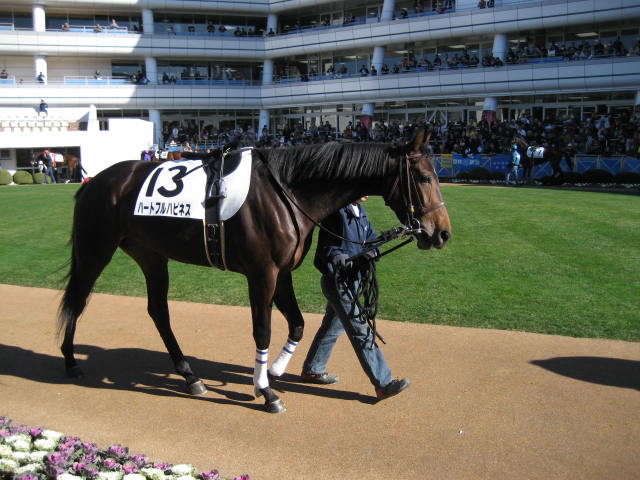 新馬戦パドック　 ハートフルハピネス