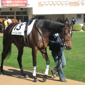 新馬　ﾊﾟﾄﾞｯｸ