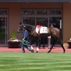 5/8　新潟未勝利ﾊﾟﾄﾞｯｸ①