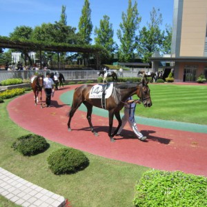 9/4 新潟未勝利ﾊﾟﾄﾞｯｸ①