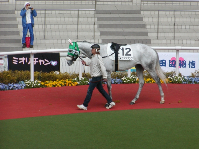 1000万下　阪神 スコッツブラフ