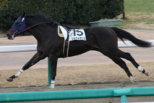 2010/1/11 中山4R 新馬 シルクメガリス