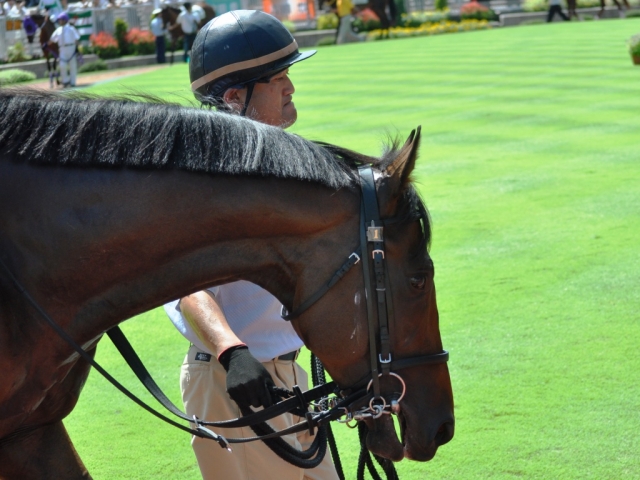 2010.09.04新潟6R未勝利戦　パドック2 ドリームプロメテル