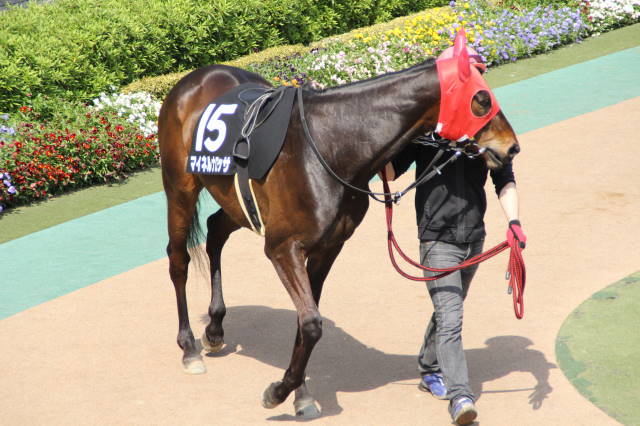 陣馬特別パドック マイネルナロッサ