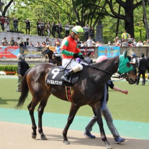 陣馬特別パドック