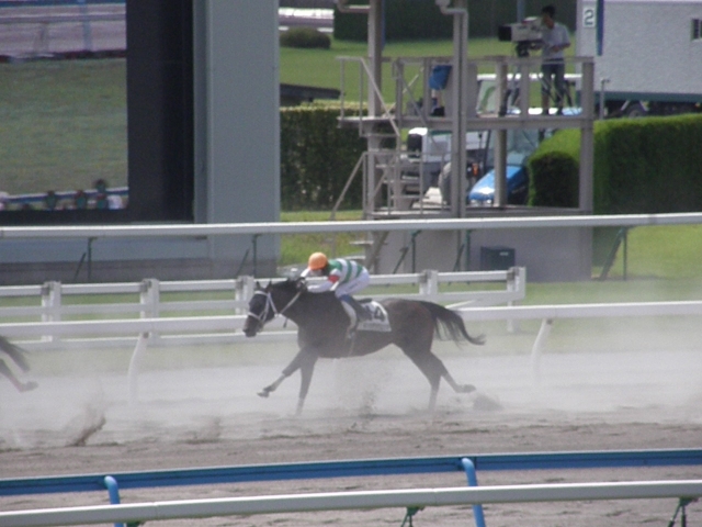 デビュー戦　直線 ボッカデラヴェリタ