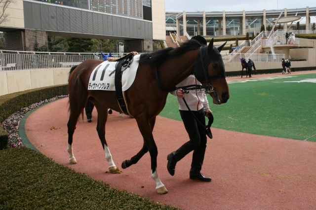 1/29　小倉4R　牝馬・未勝利　芝1800ｍ ディヴァインクレア