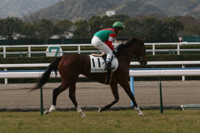 1/29　小倉4R　牝馬・未勝利　芝1800ｍ ディヴァインクレア