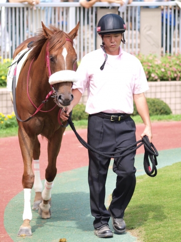 8/8（日）新潟１R未勝利戦パドック シンビジューム