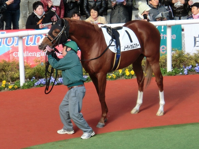 阪神7R新馬戦パドック　12/25 ノーティカルスター