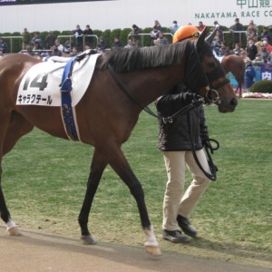 新馬戦パドック＠中山競馬場