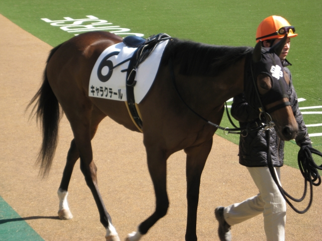 未勝利戦パドック＠東京競馬場 キャラクテール