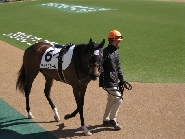 未勝利戦パドック＠東京競馬場 キャラクテール