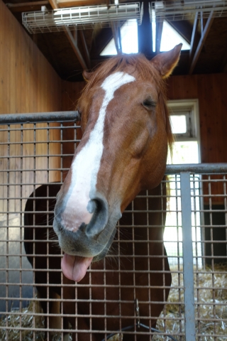 てへペロ オルフェーヴル