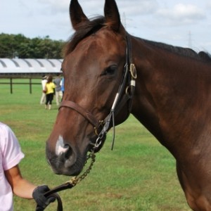 募集馬見学ツアーにて