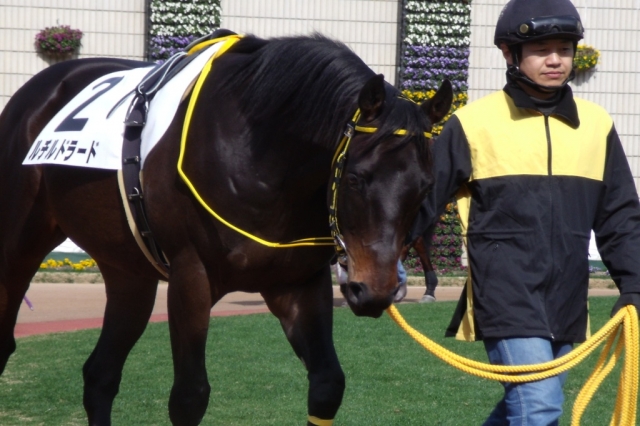 新馬戦パドック ルチルドラード