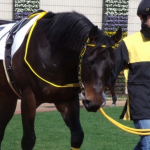 新馬戦パドック