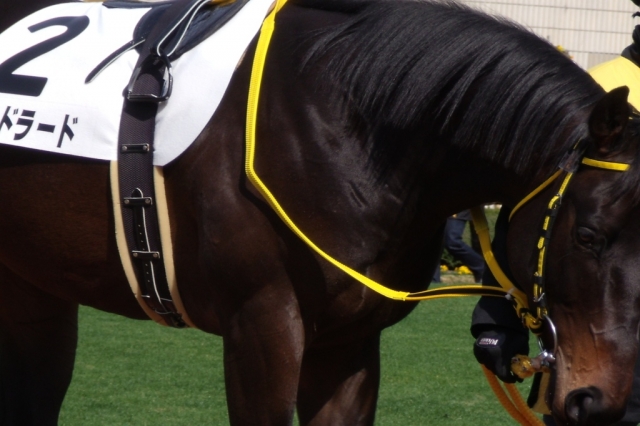 新馬戦パドック ルチルドラード
