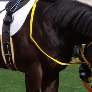 新馬戦パドック