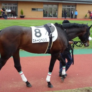 デビュー戦パドック（新潟３歳未勝利）